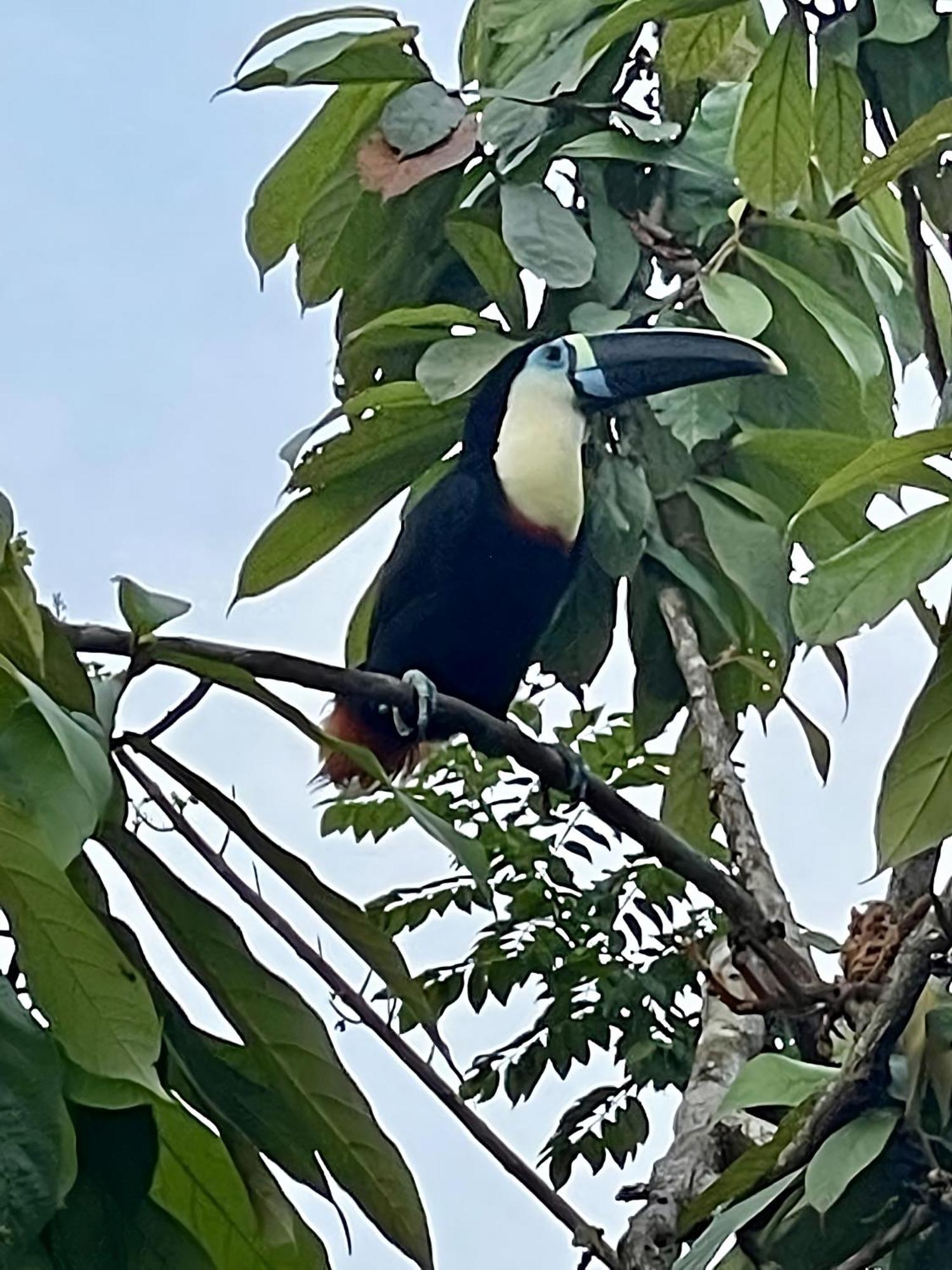 Maiku Amazonas Hotel Puerto Nariño Kültér fotó
